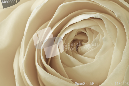 Image of white rose macro