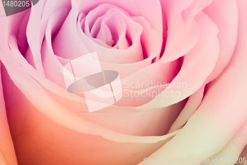 Image of multicolor rose