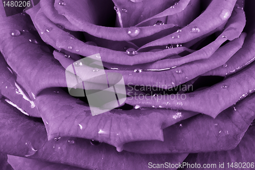 Image of pink rose