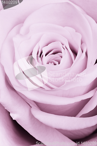 Image of violet rose close up