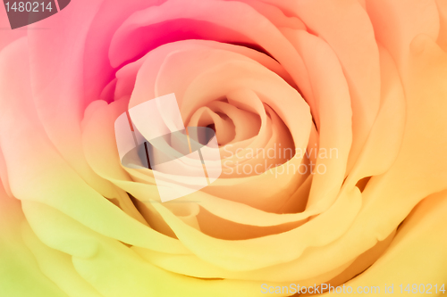 Image of multicolor rose