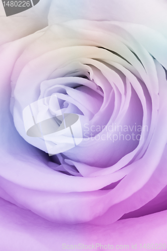 Image of multicolor rose