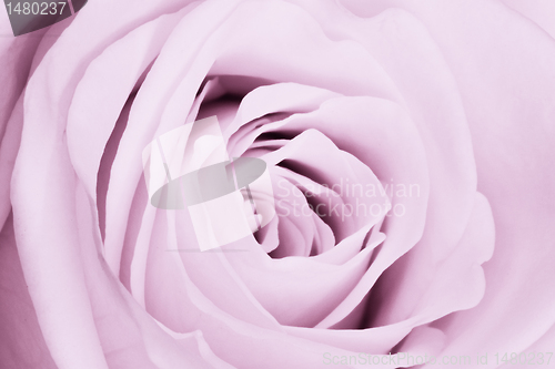 Image of violet rose close up