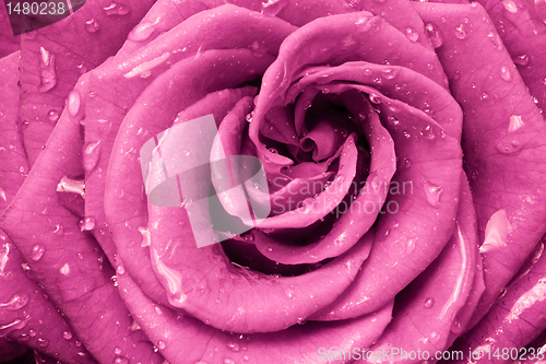 Image of pink rose