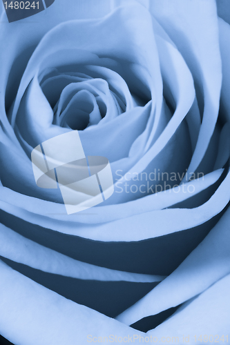 Image of blue rose close up