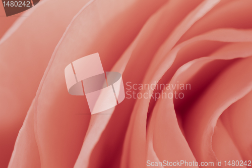 Image of pink rose macro