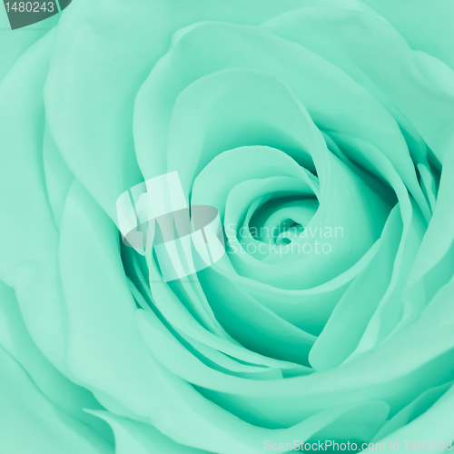 Image of green rose close up