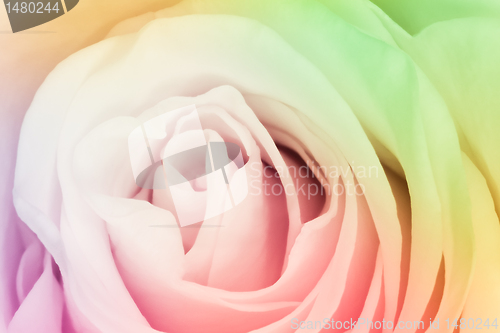Image of multicolor rose