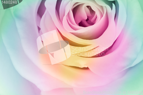 Image of multicolor rose
