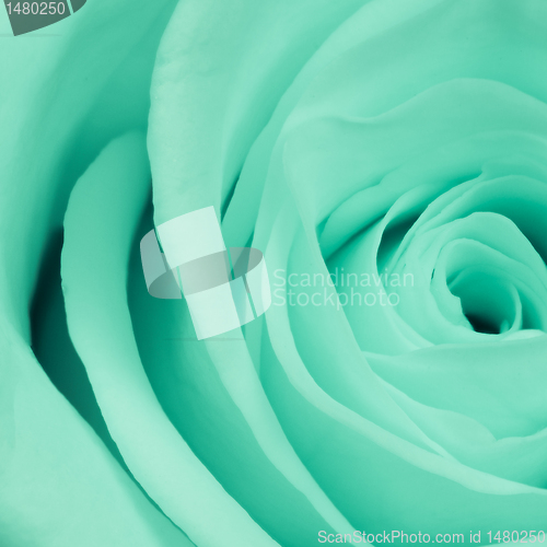 Image of green rose close up