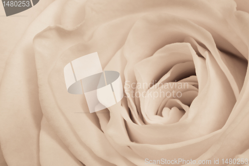 Image of white rose close up