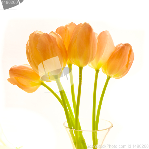 Image of bunch of tulips