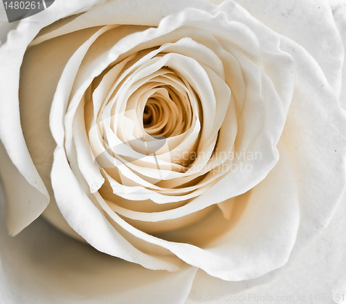 Image of white rose petals