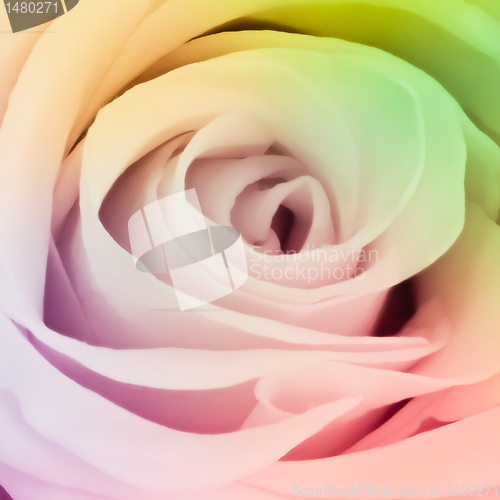 Image of multicolor rose