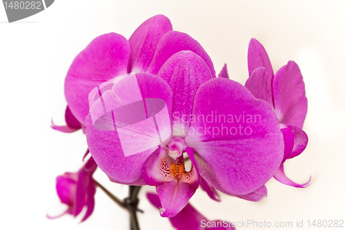 Image of pink orchid