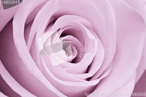 Image of violet rose close up