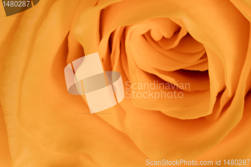 Image of orange rose close up