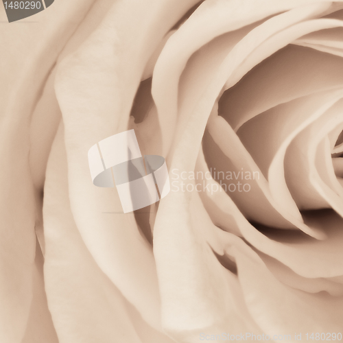 Image of white rose close up