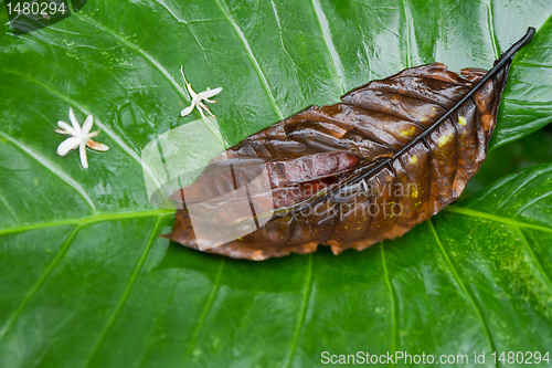 Image of yam leaf in tropics