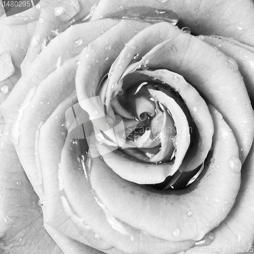 Image of white rose