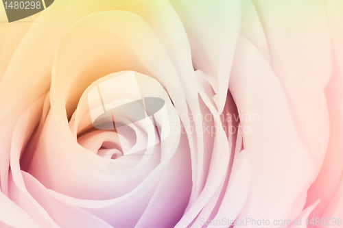 Image of multicolor rose