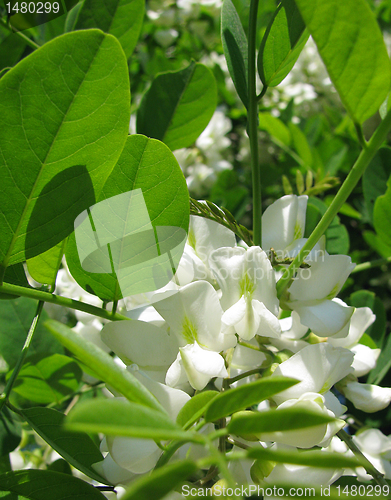 Image of blossoming acacia 