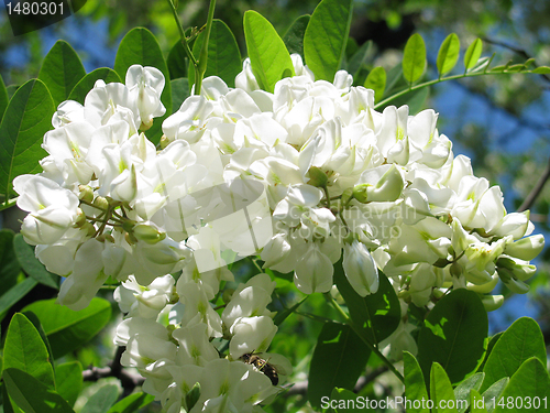 Image of blossoming acacia 