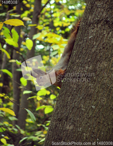Image of squirrel