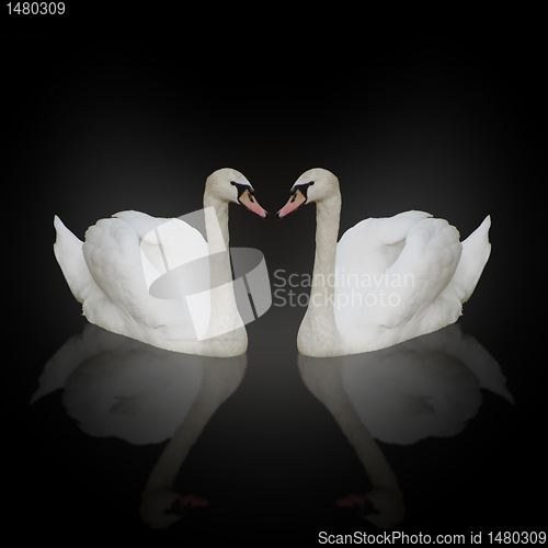 Image of two white swans