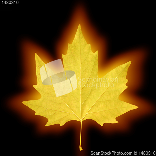 Image of shining maple leaf