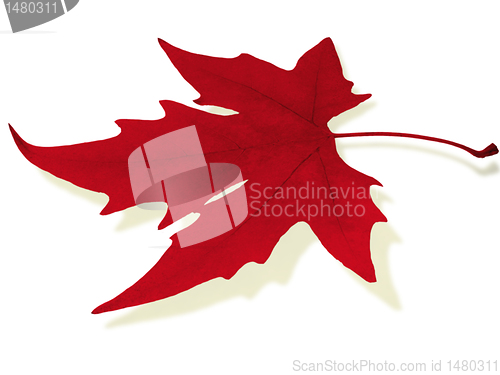 Image of  red maple leaf