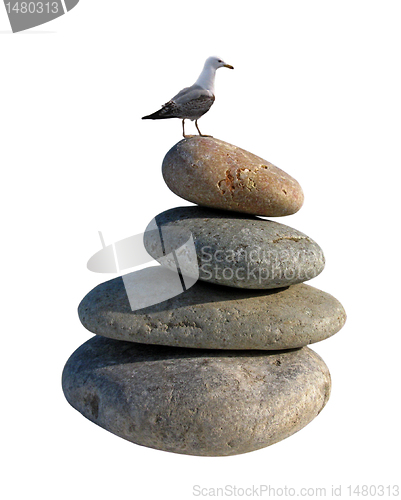 Image of seagull on pile of stones 