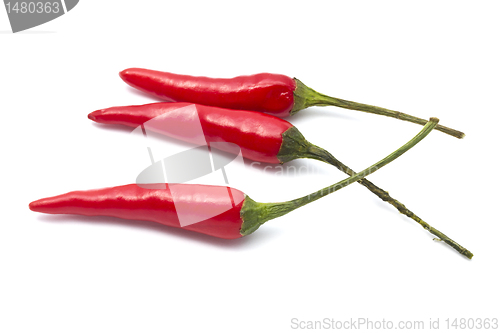 Image of Red Chilli 