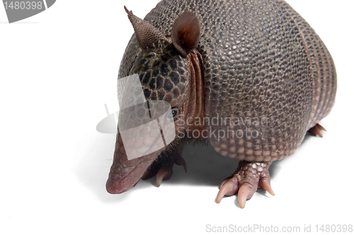 Image of Armadillo 