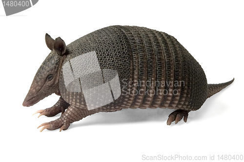 Image of Armadillo 