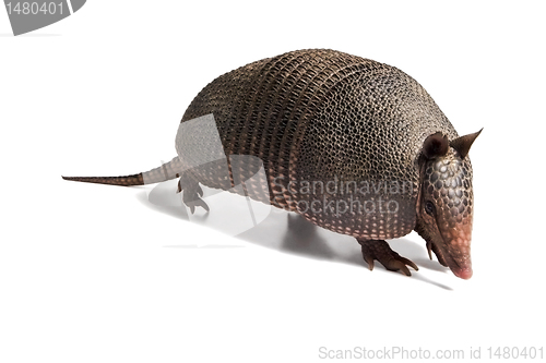 Image of Armadillo 