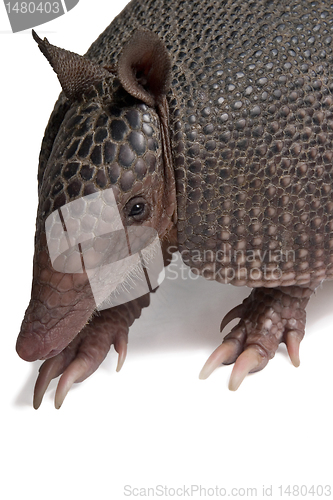 Image of Armadillo 