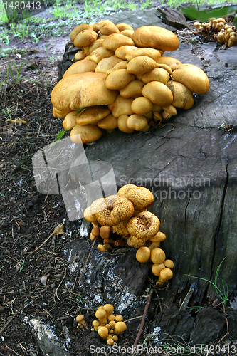 Image of Mushroom 