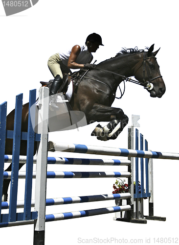 Image of Jumping / Springreiten 