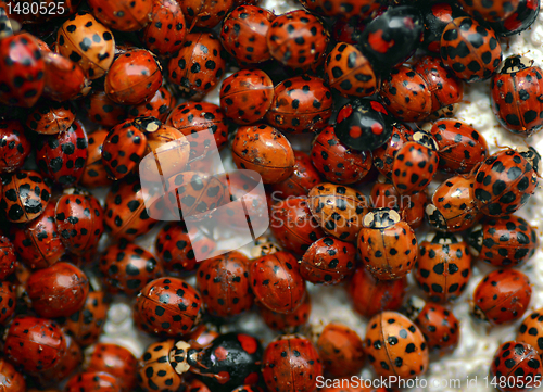 Image of Red bugs