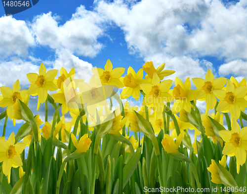 Image of Yellow Daffodil Flowers