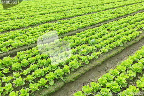 Image of lettuce plant in field