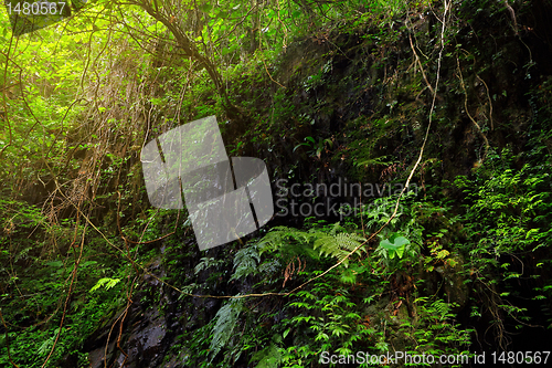 Image of jungle