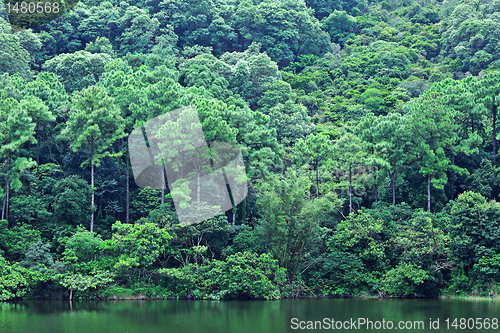 Image of lake with wood