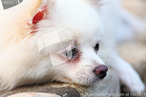 Image of pomeranian dog