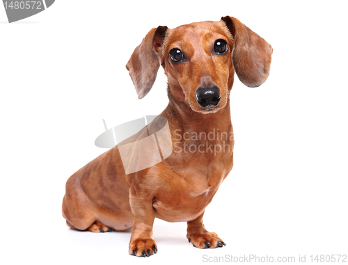 Image of dachshund dog