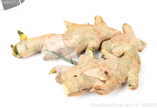 Image of ginger