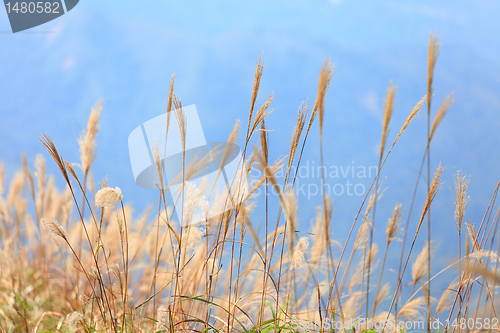 Image of grass in autumn