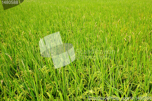 Image of paddy rice field
