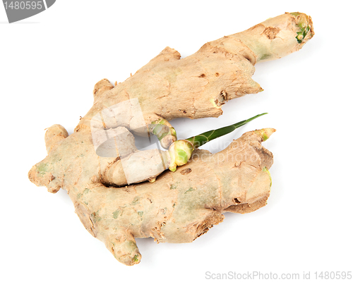 Image of ginger